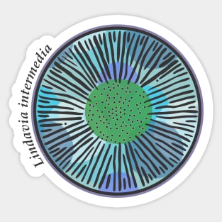 Diatom - Lindavia intermedia (scientific) Sticker